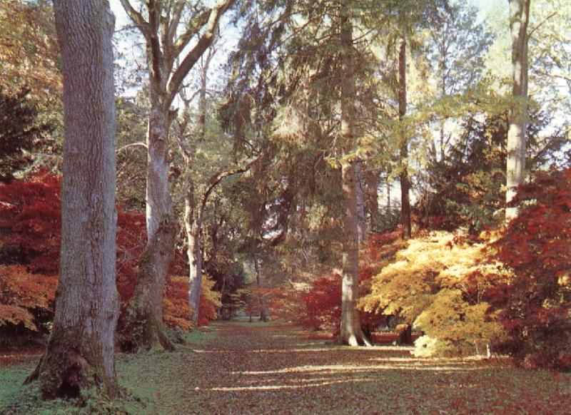 unknow artist Westonbirt Arboretum